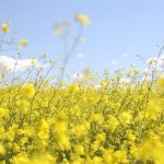 Asda Hay Fever Research