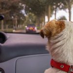 Dog looking over car dashboard